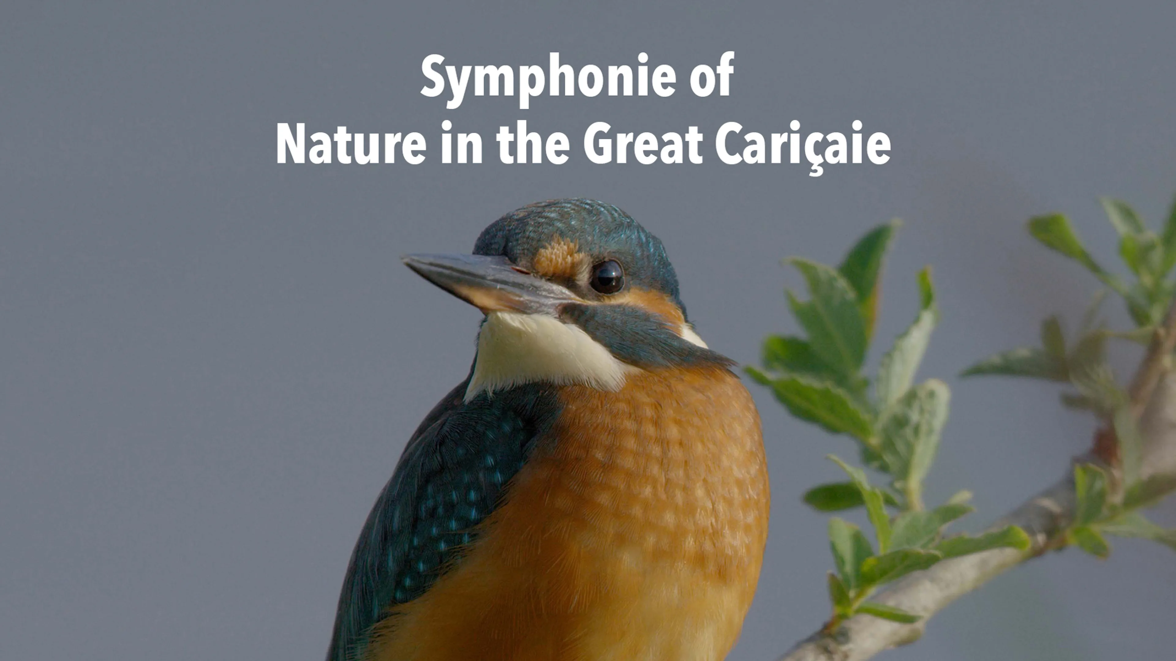 Symphonie of Nature in the Great Cariçaie poster
